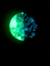 Load image into Gallery viewer, The Many Moons Project . May 3rd, 2021