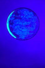 Load image into Gallery viewer, The Many Moons Project . June 8th, 2021