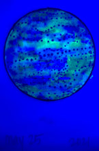 Load image into Gallery viewer, The Many Moons Project . May 25th, 2021