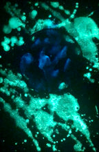 Load image into Gallery viewer, The Many Moons Project . May 10th, 2021