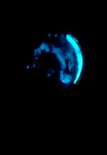 Load image into Gallery viewer, The Many Moons Project . June 12th, 2021