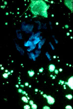 Load image into Gallery viewer, The Many Moons Project . May 12th, 2021