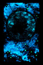 Load image into Gallery viewer, The Many Moons Project . September 15th, 2020