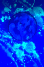 Load image into Gallery viewer, The Many Moons Project . May 10th, 2021