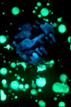 Load image into Gallery viewer, The Many Moons Project . May 11th, 2021