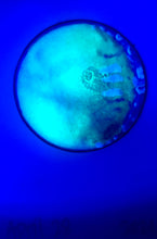 Load image into Gallery viewer, The Many Moons Project . April 28th, 2021