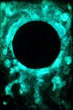 Load image into Gallery viewer, The Many Moons Project . April 13th, 2021