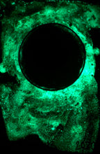 Load image into Gallery viewer, The Many Moons Project . December 13th, 2020