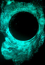 Load image into Gallery viewer, The Many Moons Project . December 15th, 2020