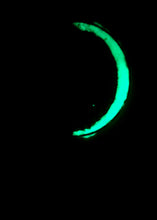 Load image into Gallery viewer, The Many Moons Project . December 17th, 2020