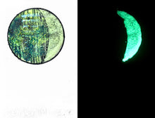 Load image into Gallery viewer, The Many Moons Project . December 19th, 2020