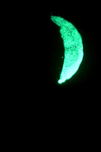 Load image into Gallery viewer, The Many Moons Project . December 19th, 2020