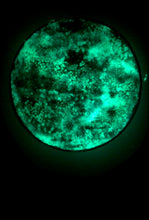 Load image into Gallery viewer, The Many Moons Project . December 1st, 2020