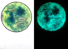 Load image into Gallery viewer, The Many Moons Project . December 30th, 2020