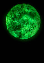 Load image into Gallery viewer, The Many Moons Project . December 31st, 2020