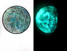 Load image into Gallery viewer, The Many Moons Project . December 3rd, 2020