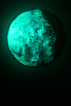 Load image into Gallery viewer, The Many Moons Project . December 4th, 2020