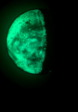 Load image into Gallery viewer, The Many Moons Project . December 6th, 2020