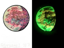 Load image into Gallery viewer, The Many Moons Project . February 1st, 2021