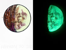 Load image into Gallery viewer, The Many Moons Project . February 20th, 2021