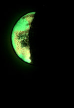 Load image into Gallery viewer, The Many Moons Project . February 5th, 2021