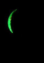 Load image into Gallery viewer, The Many Moons Project . February 8th, 2021