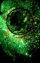 Load image into Gallery viewer, The Many Moons Project . February 9th, 2021