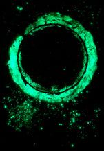 Load image into Gallery viewer, The Many Moons Project . January 13th, 2021