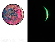 Load image into Gallery viewer, The Many Moons Project . January 15th, 2021