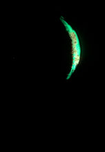 Load image into Gallery viewer, The Many Moons Project . January 15th, 2021