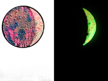 Load image into Gallery viewer, The Many Moons Project . January 17th, 2021