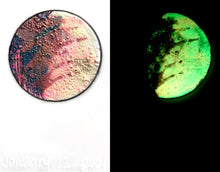 Load image into Gallery viewer, The Many Moons Project . January 22nd, 2021