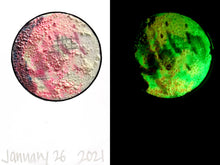 Load image into Gallery viewer, The Many Moons Project . January 26th, 2021