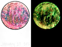 Load image into Gallery viewer, The Many Moons Project . January 27th, 2021