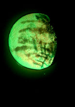 Load image into Gallery viewer, The Many Moons Project . January 31st, 2021