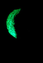 Load image into Gallery viewer, The Many Moons Project . January 8th, 2021