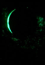 Load image into Gallery viewer, The Many Moons Project . March 11th, 2021