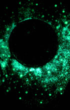 Load image into Gallery viewer, The Many Moons Project . March 12th, 2021