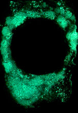 Load image into Gallery viewer, The Many Moons Project . November 13th, 2020