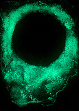 Load image into Gallery viewer, The Many Moons Project . November 14th, 2020