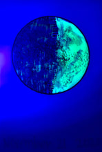 Load image into Gallery viewer, The Many Moons Project . November 21st, 2020