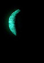 Load image into Gallery viewer, The Many Moons Project . October 12th, 2020