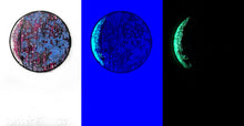 Load image into Gallery viewer, The Many Moons Project . October 13th, 2020