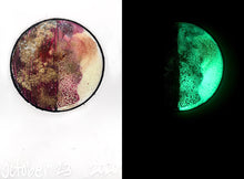 Load image into Gallery viewer, The Many Moons Project . October 23rd, 2020