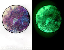 Load image into Gallery viewer, The Many Moons Project . October 3rd, 2020