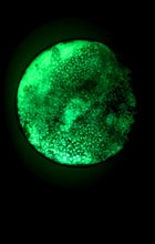 Load image into Gallery viewer, The Many Moons Project . October 3rd, 2020
