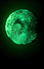Load image into Gallery viewer, The Many Moons Project . October 4th, 2020