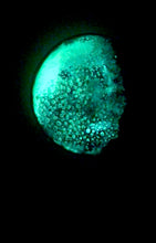 Load image into Gallery viewer, The Many Moons Project . October 6th, 2020