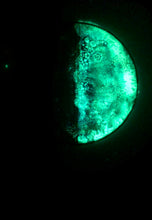 Load image into Gallery viewer, The Many Moons Project . September 23rd, 2020