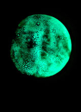 Load image into Gallery viewer, The Many Moons Project . September 28th, 2020